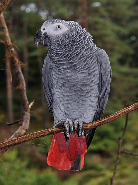 African Grey Parrot