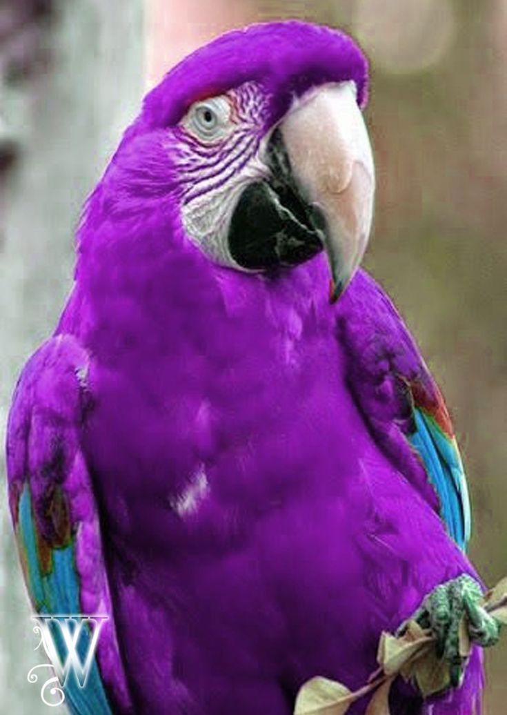 Purple Parrot