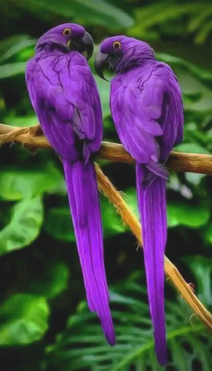 Happy Purple Parrot