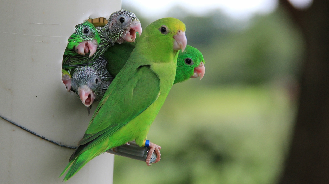 Happy Baby Parrot