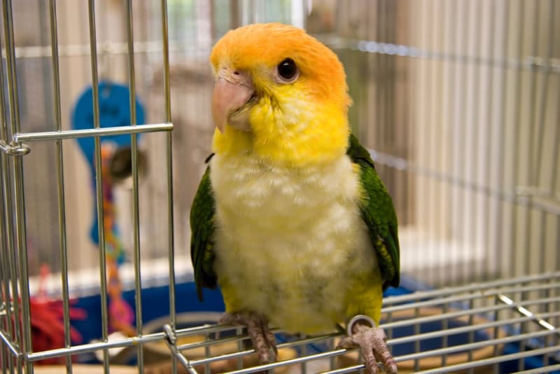 Caique Parrot