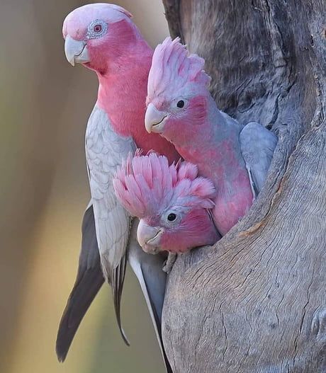 Pink Parrot in Training