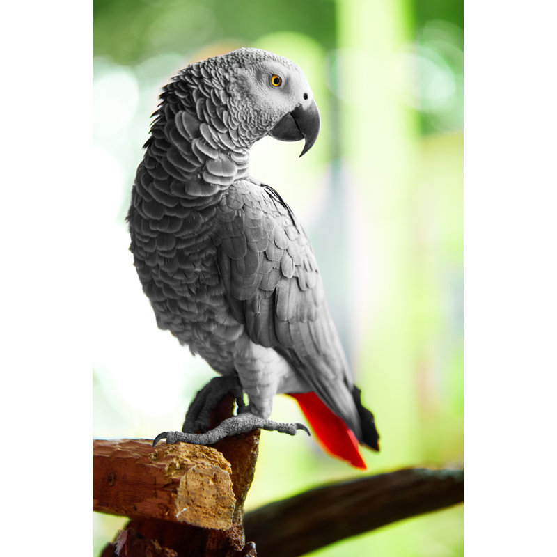 Affordable African Grey Parrots