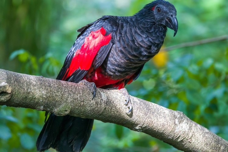 Colorful Dracula Parrot