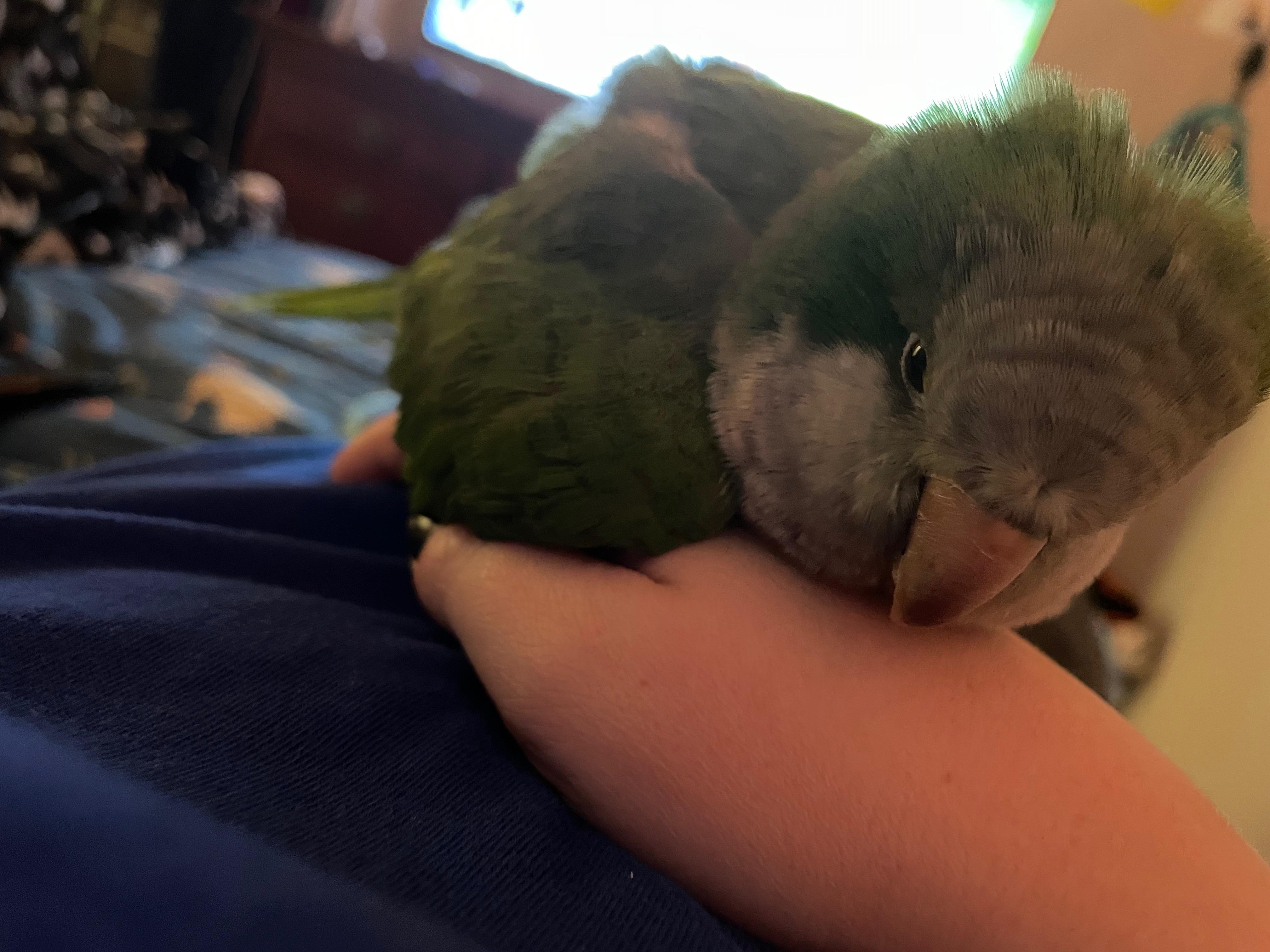 Friendly Quaker parrot