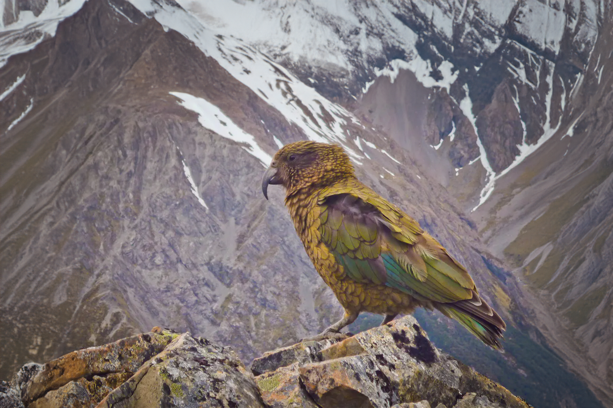 New Zealand Parrots