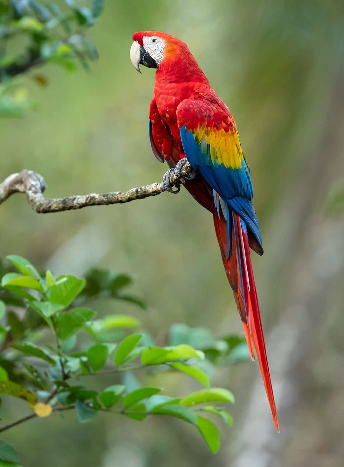 Vibrant Rainbow Parrot