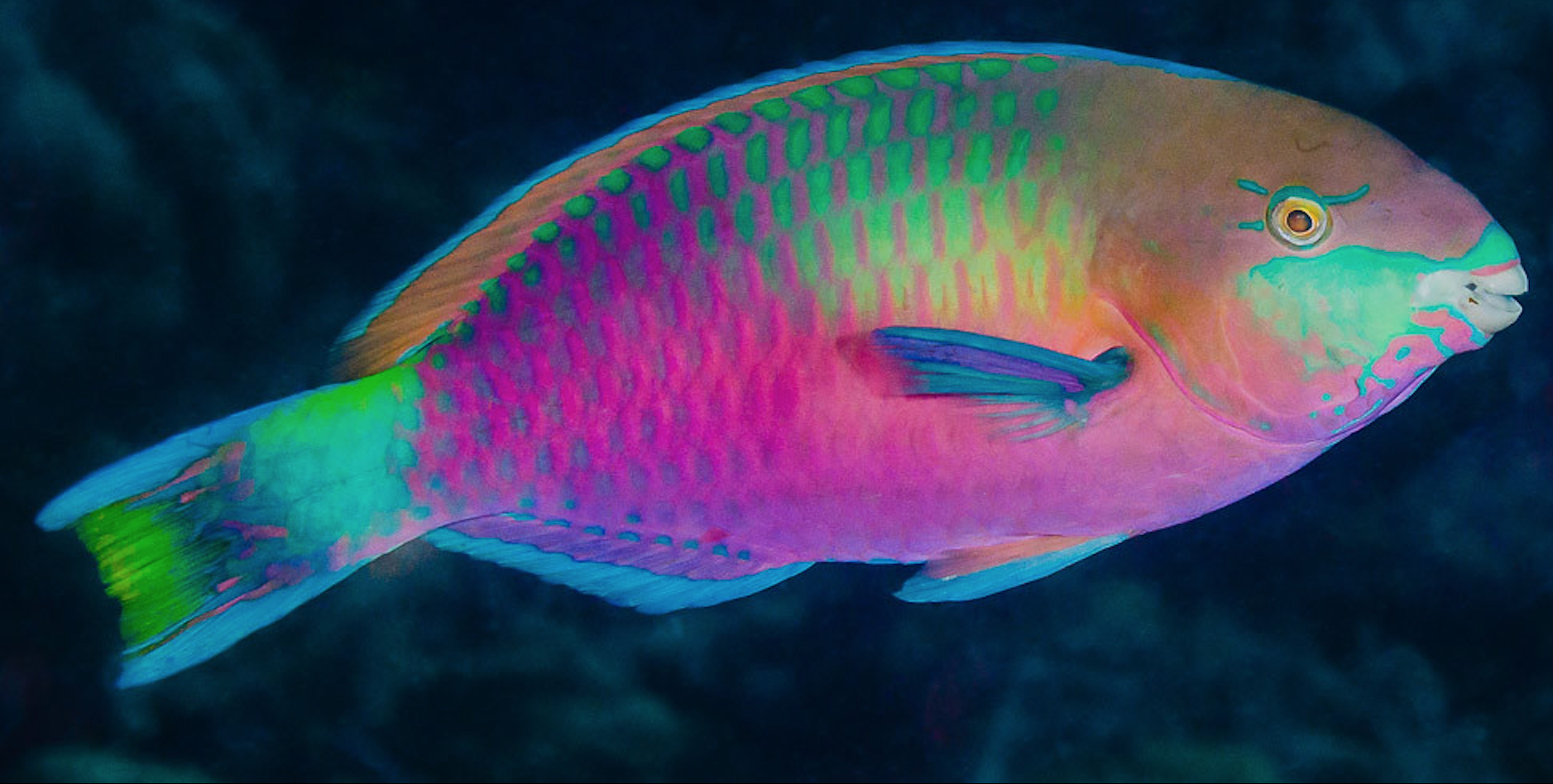 Vibrant Rainbow Parrot Fish