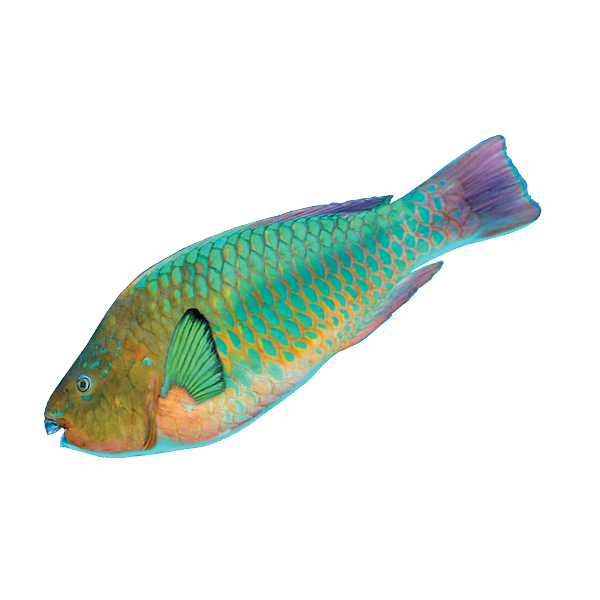 Rainbow Parrot Fish