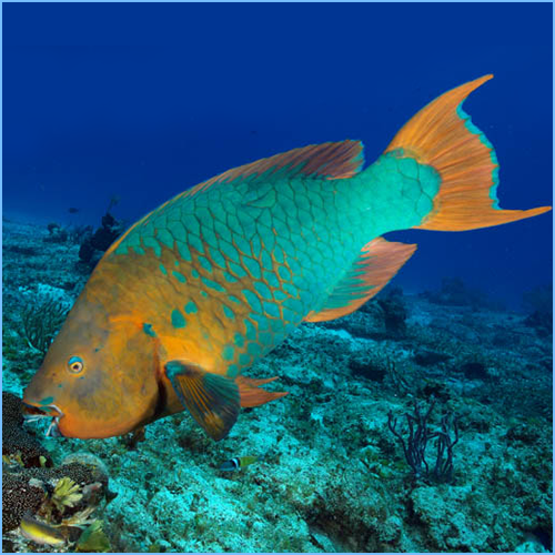 Rainbow Parrot Fish Close-up