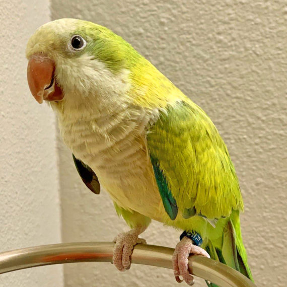 Quaker Parrot Care