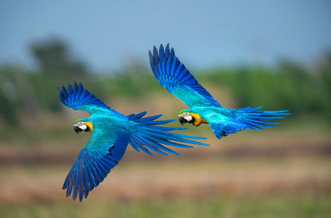 Parrot Flying