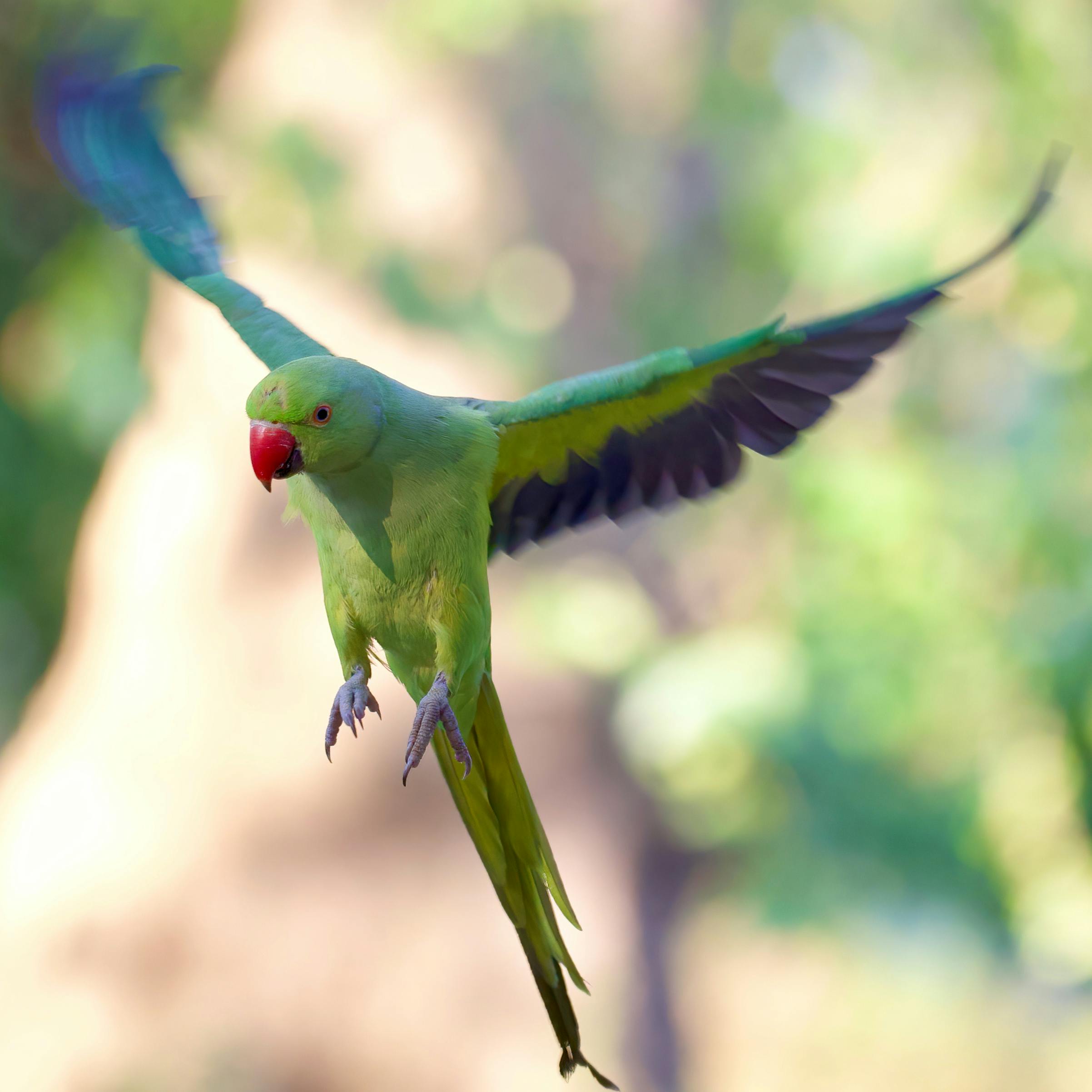 Parrots in Flight