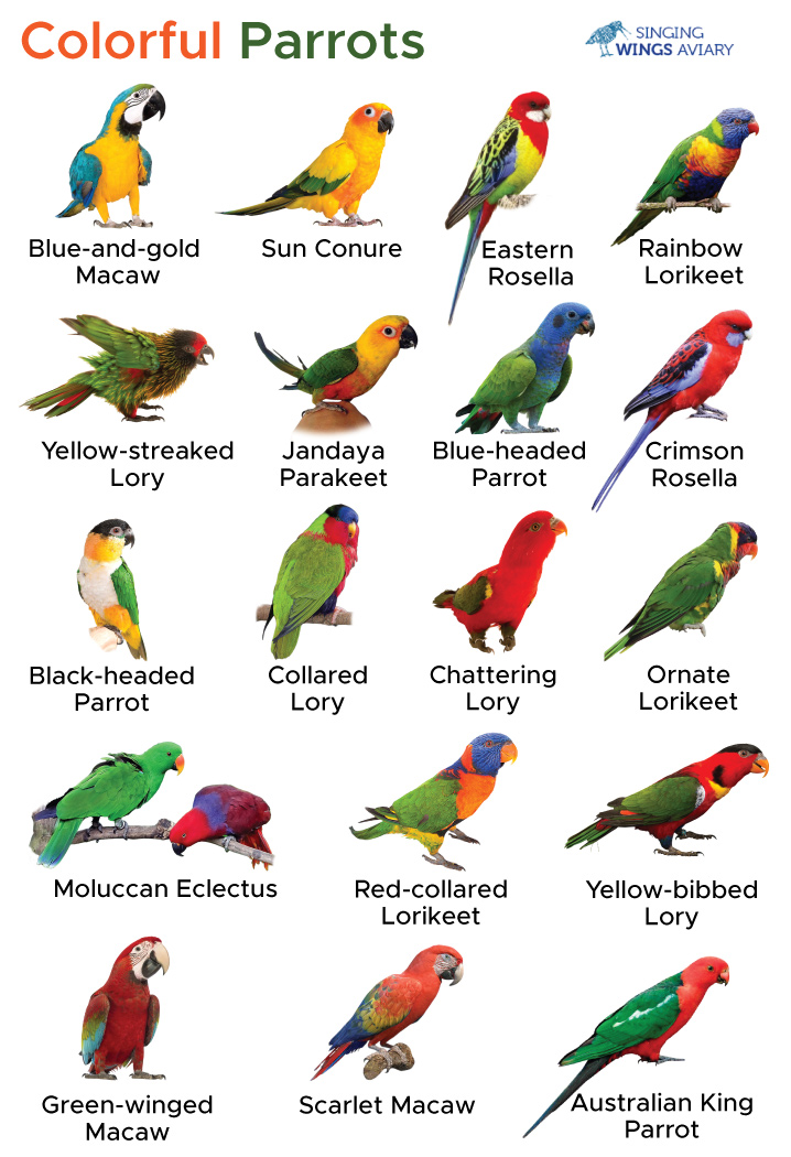 Colorful Parrots