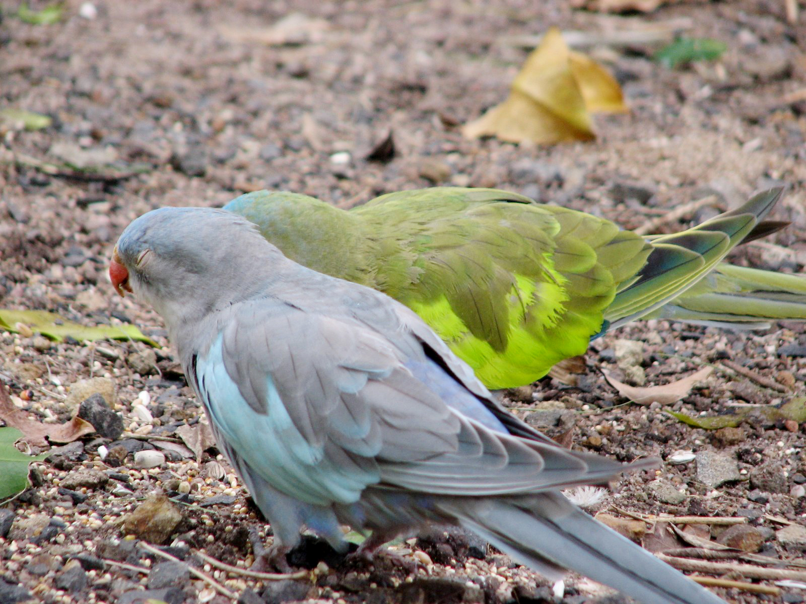 Princess Parrot