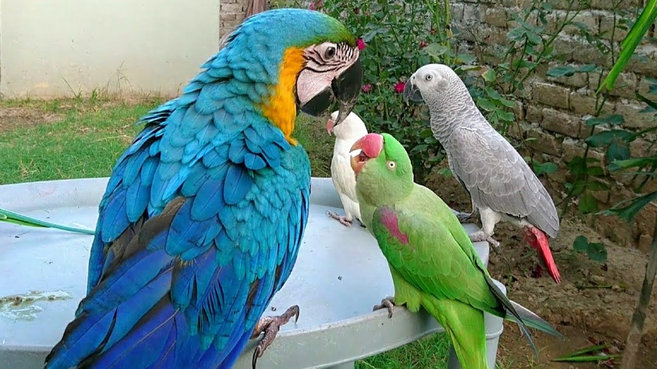 Macaw vs Parrot Comparison