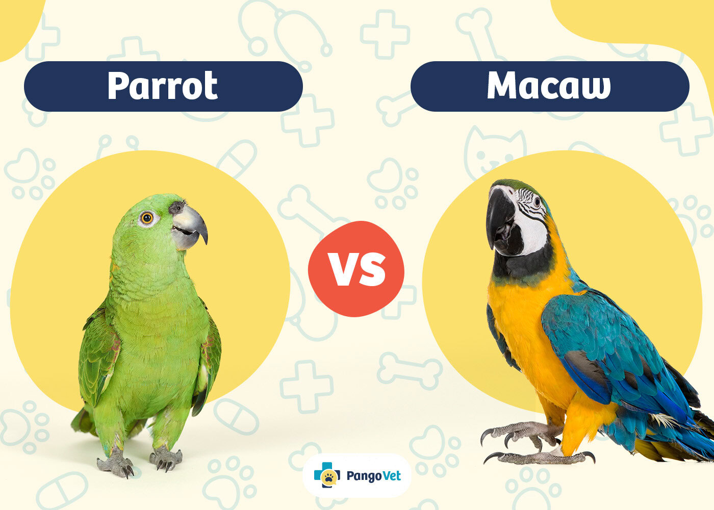 Parrots vs Macaws Comparison