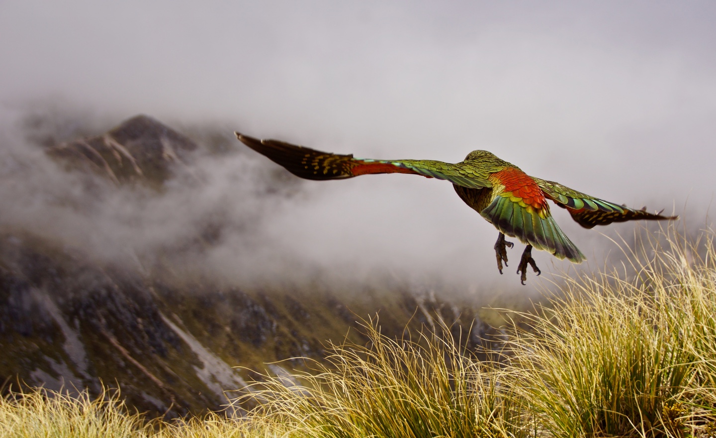 Alpine Parrot