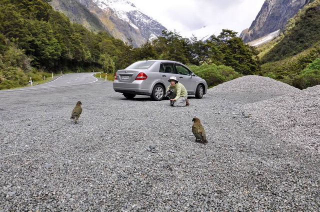 Alpine Parrot in Natural Habitat