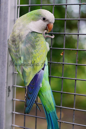 Variety of Quaker Parrot Colors