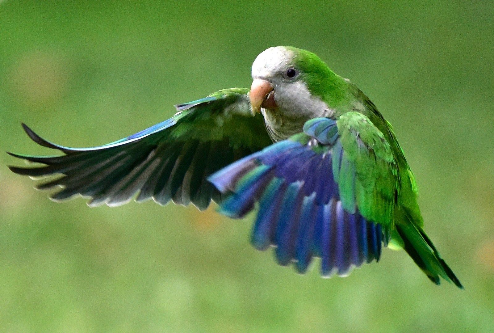 Colorful Quaker Parrots