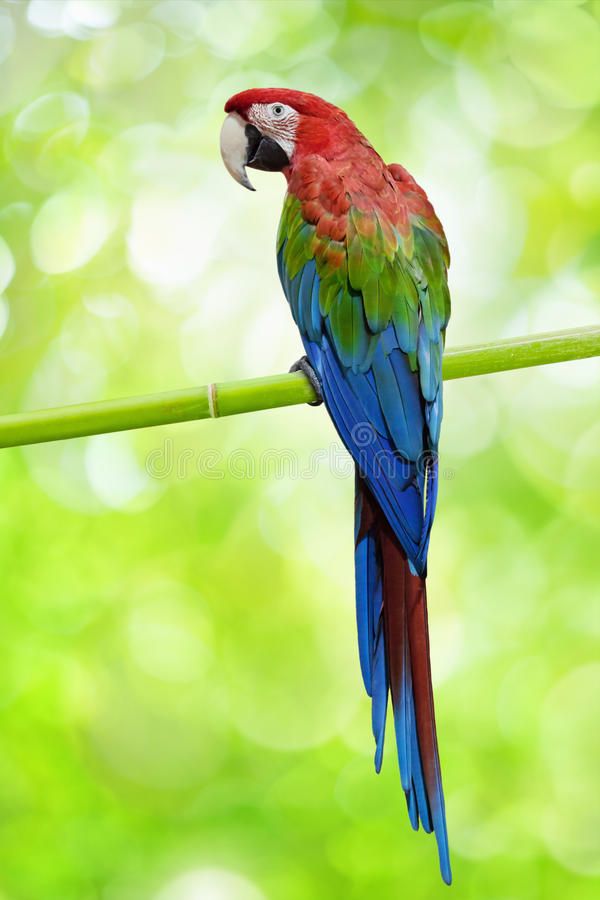 A vibrant big parrot perching