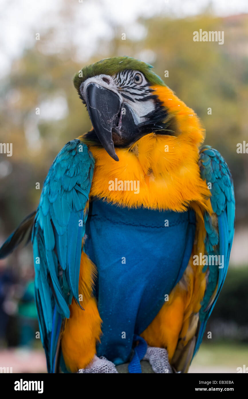 Colorful big parrot in a playful mood