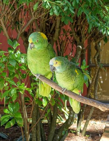 Parrot Life Span