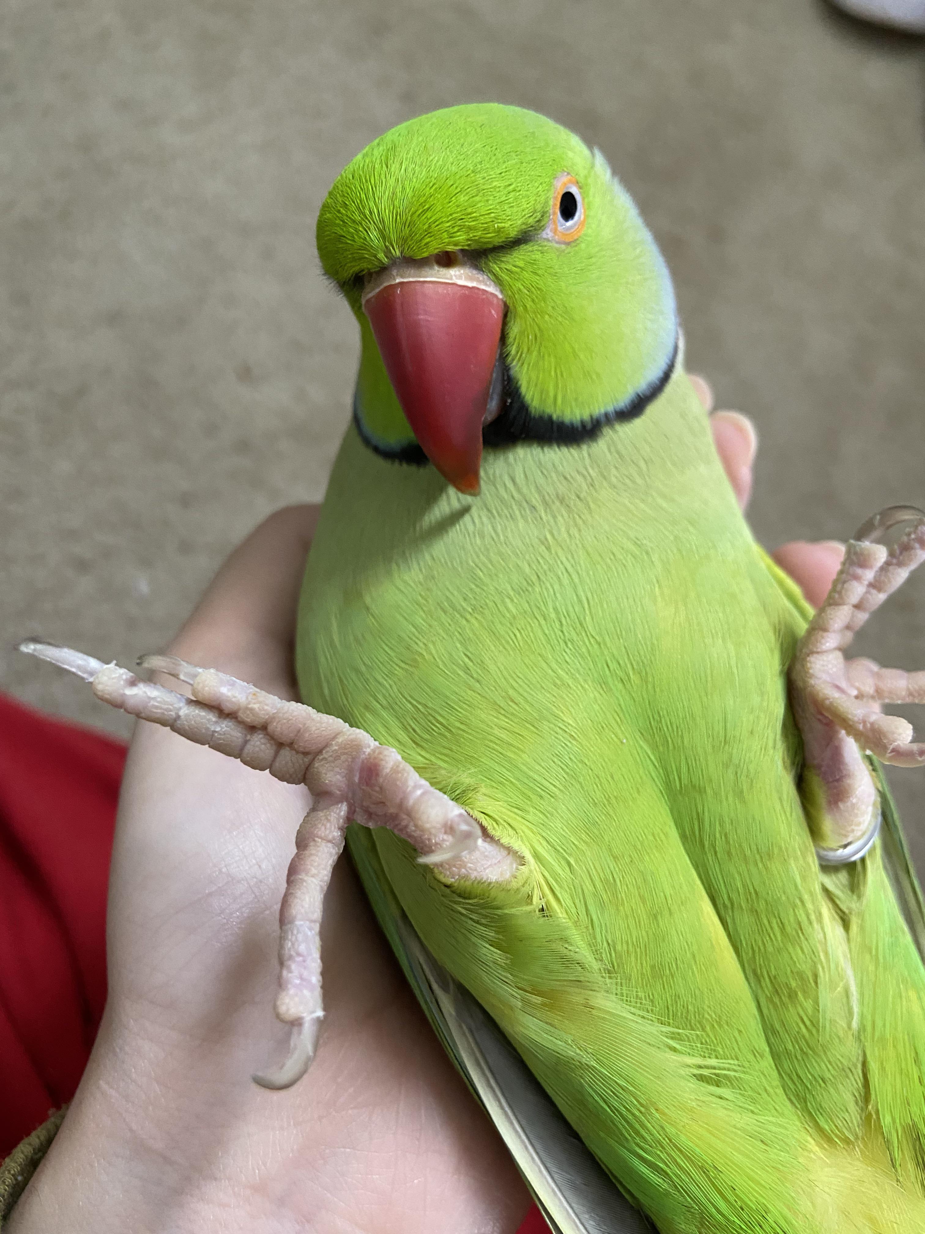 Healthy Parrot Feet