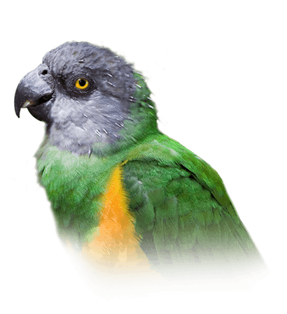 Senegal Parrot Lifespan Chart