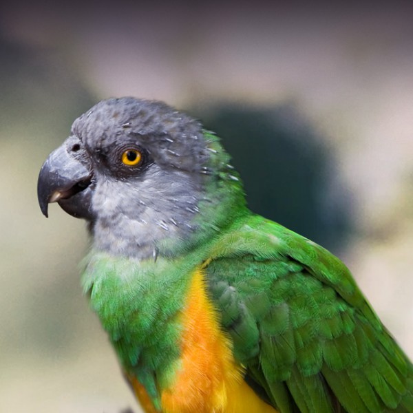 Healthy Senegal Parrot