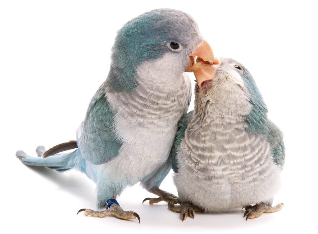 Happy Quaker Parrot