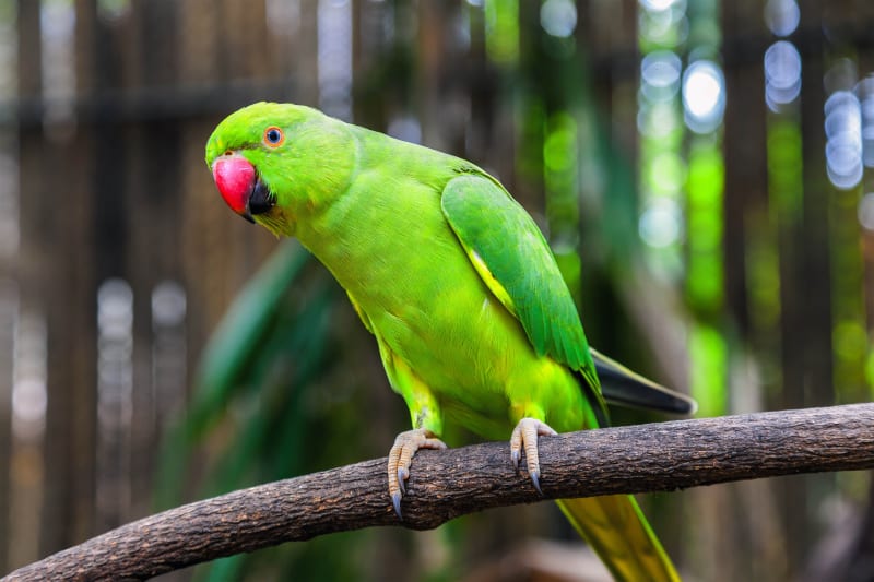 Green Parrot in Training