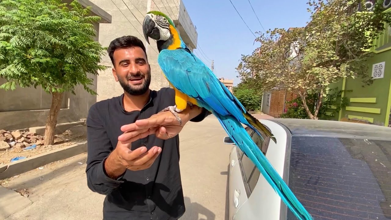 A cheerful macaw parrot interacting with its owner