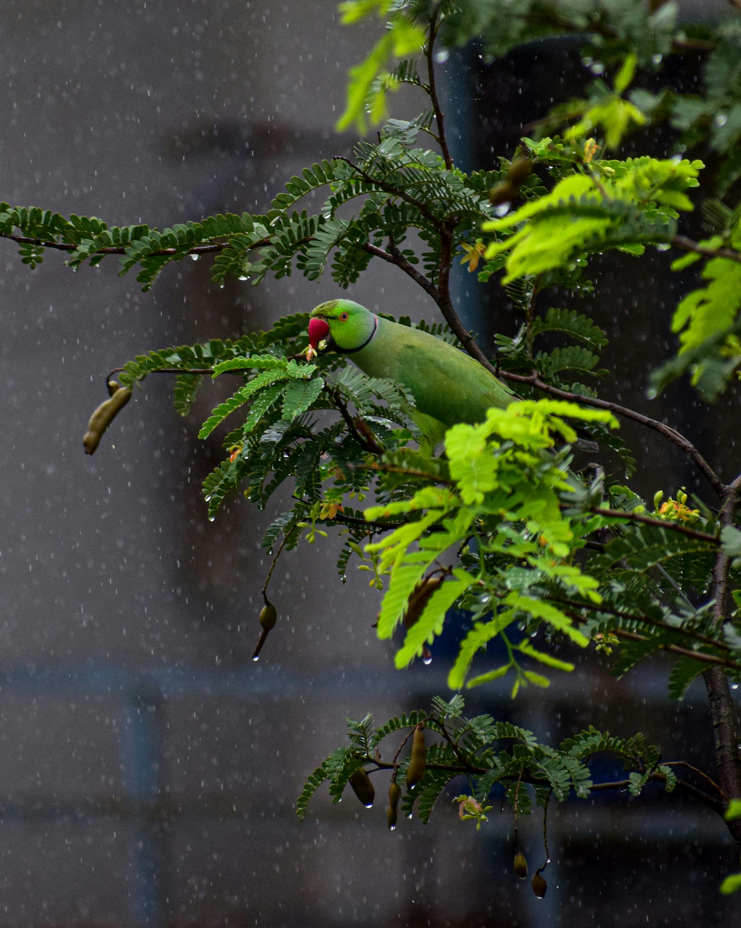 Ringneck Parrot