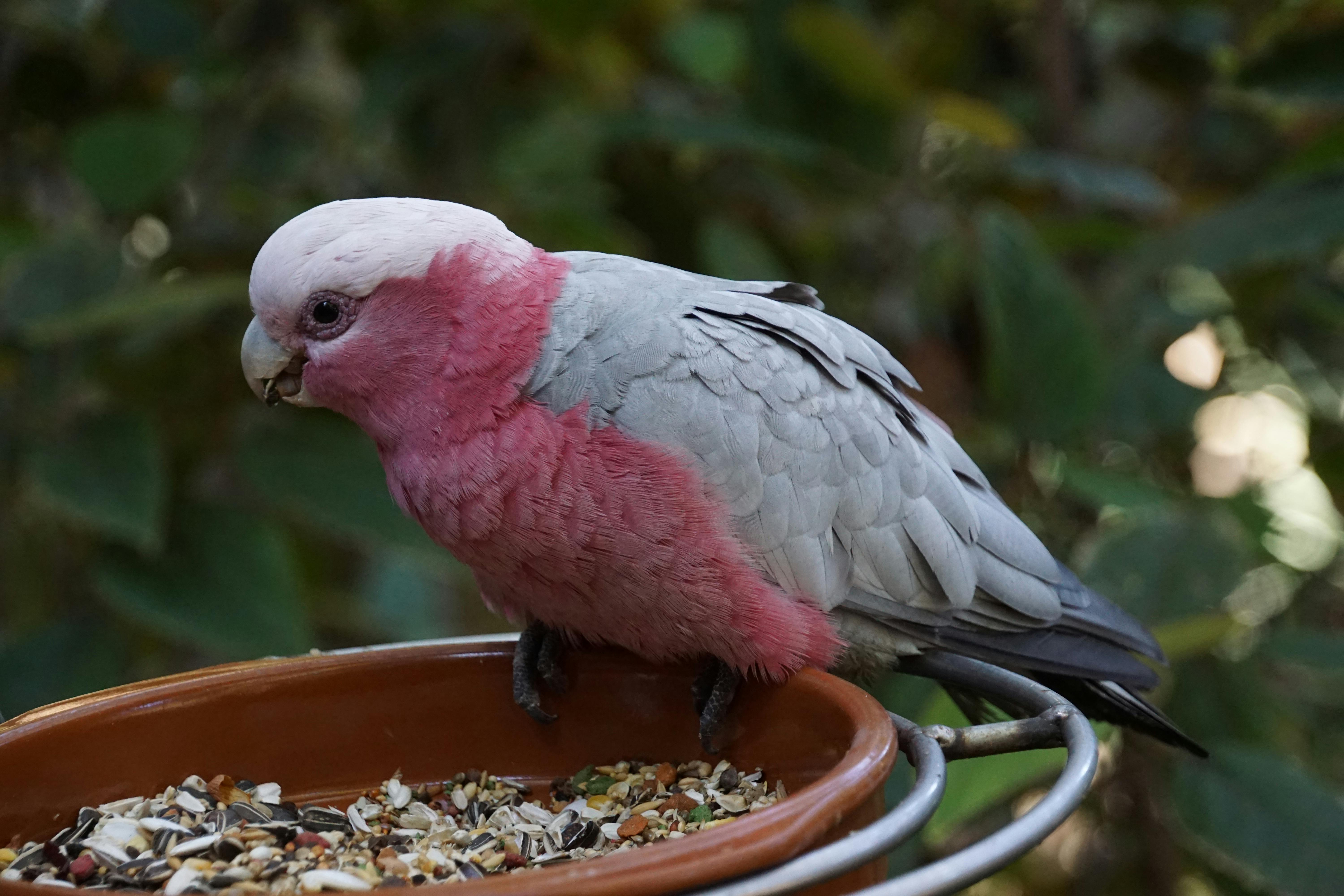 Happy Ringneck Parrot