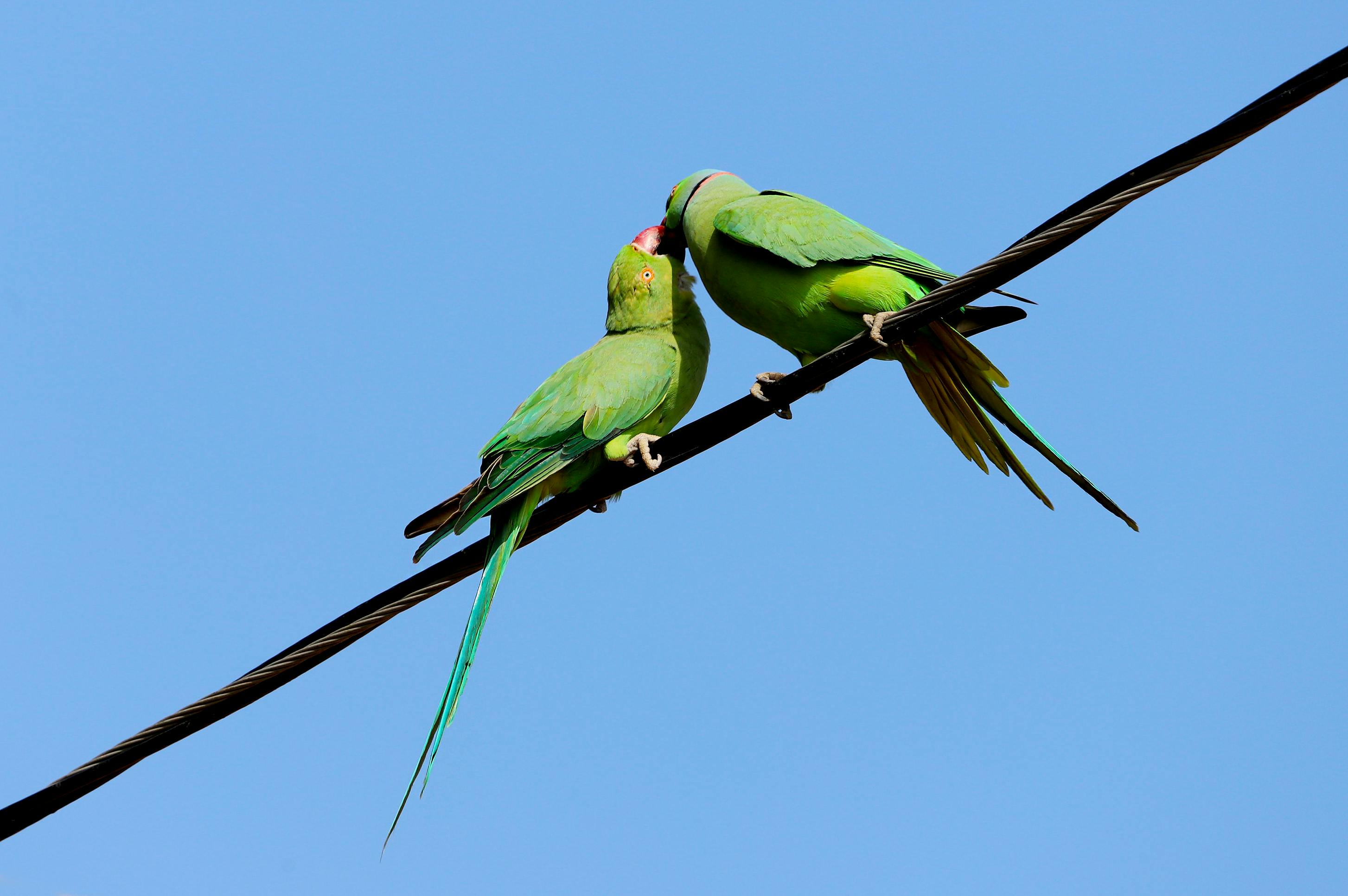 Indian Ringneck Parrot