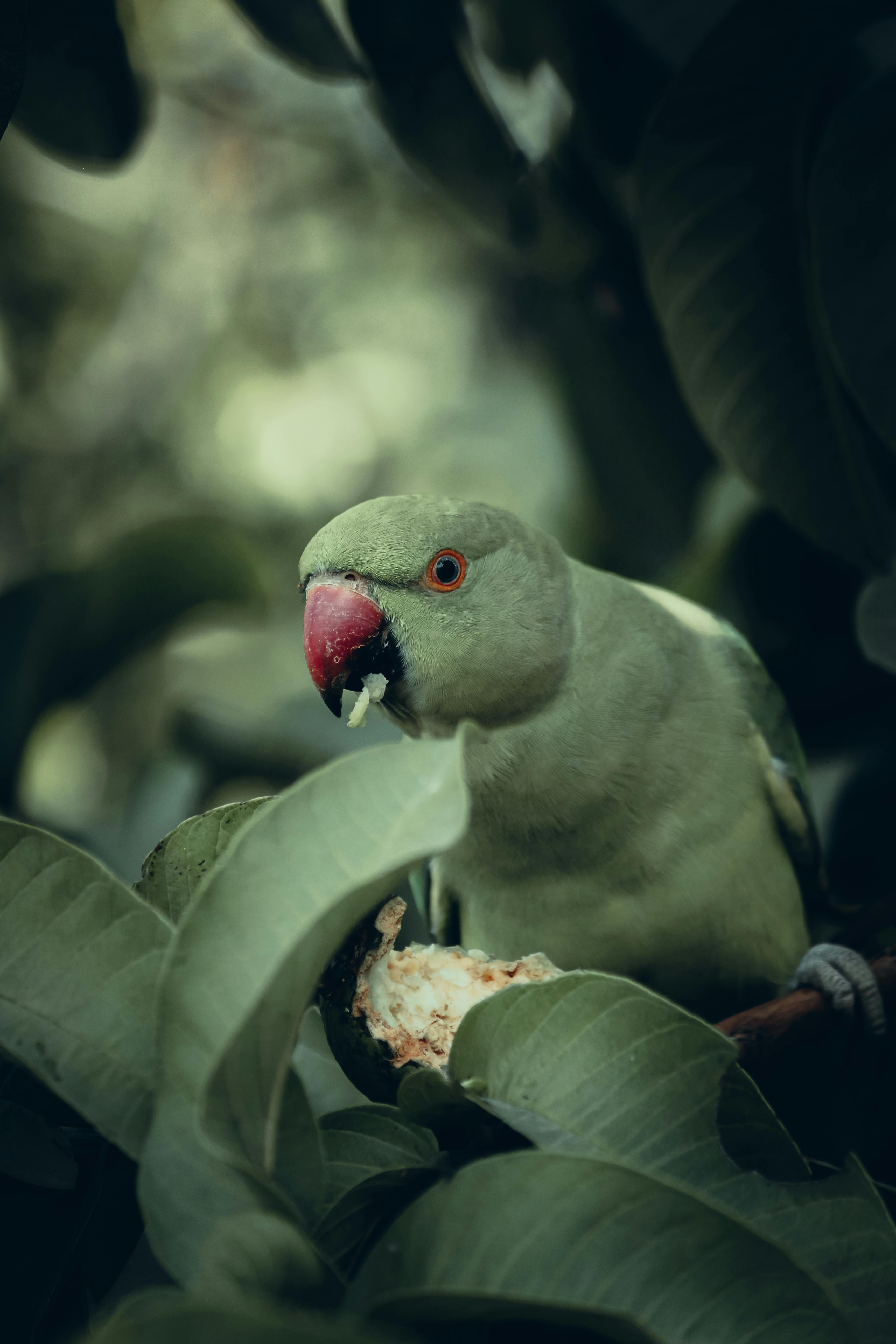 Indian Ringneck in Play