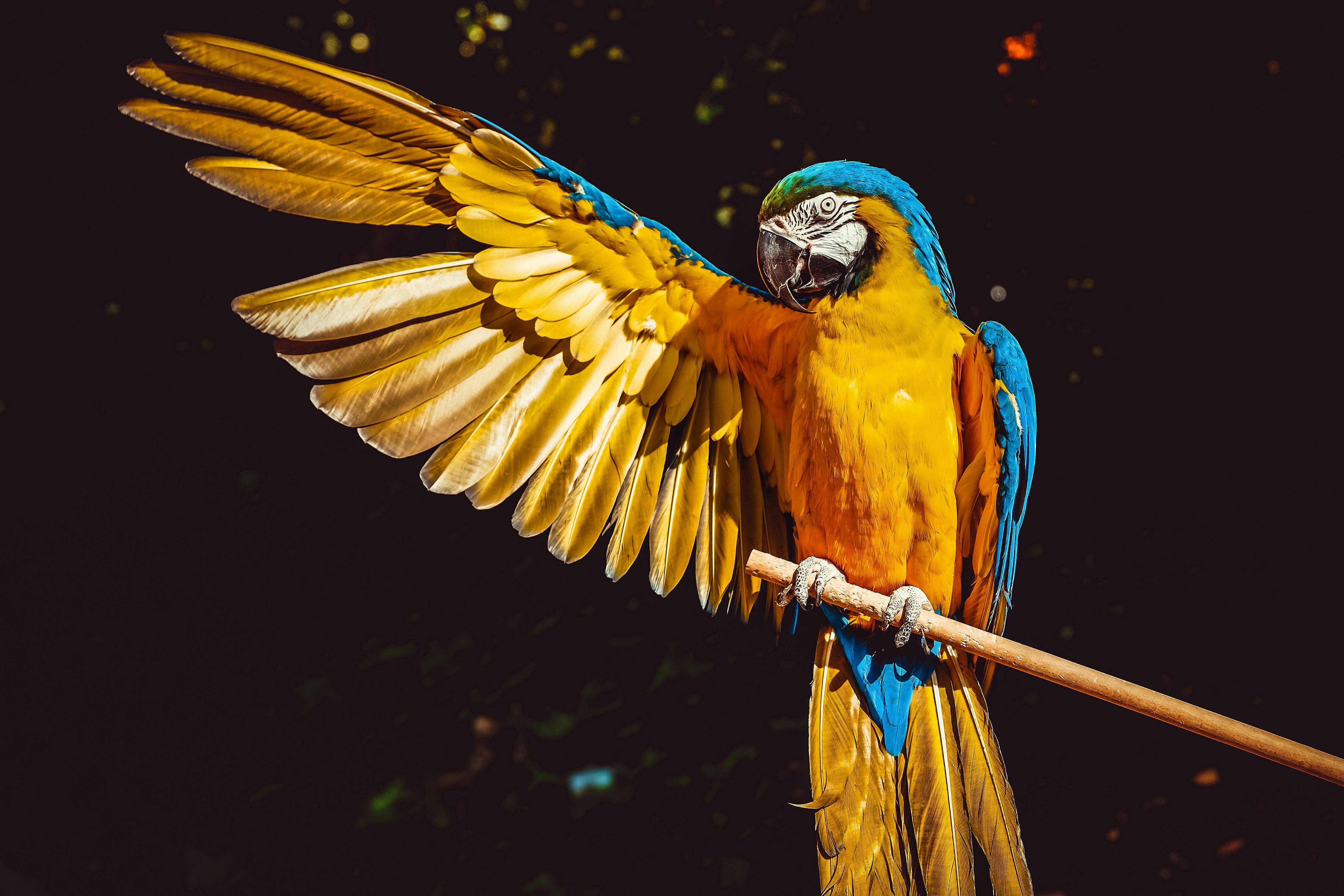 A vibrant parrot available for sale