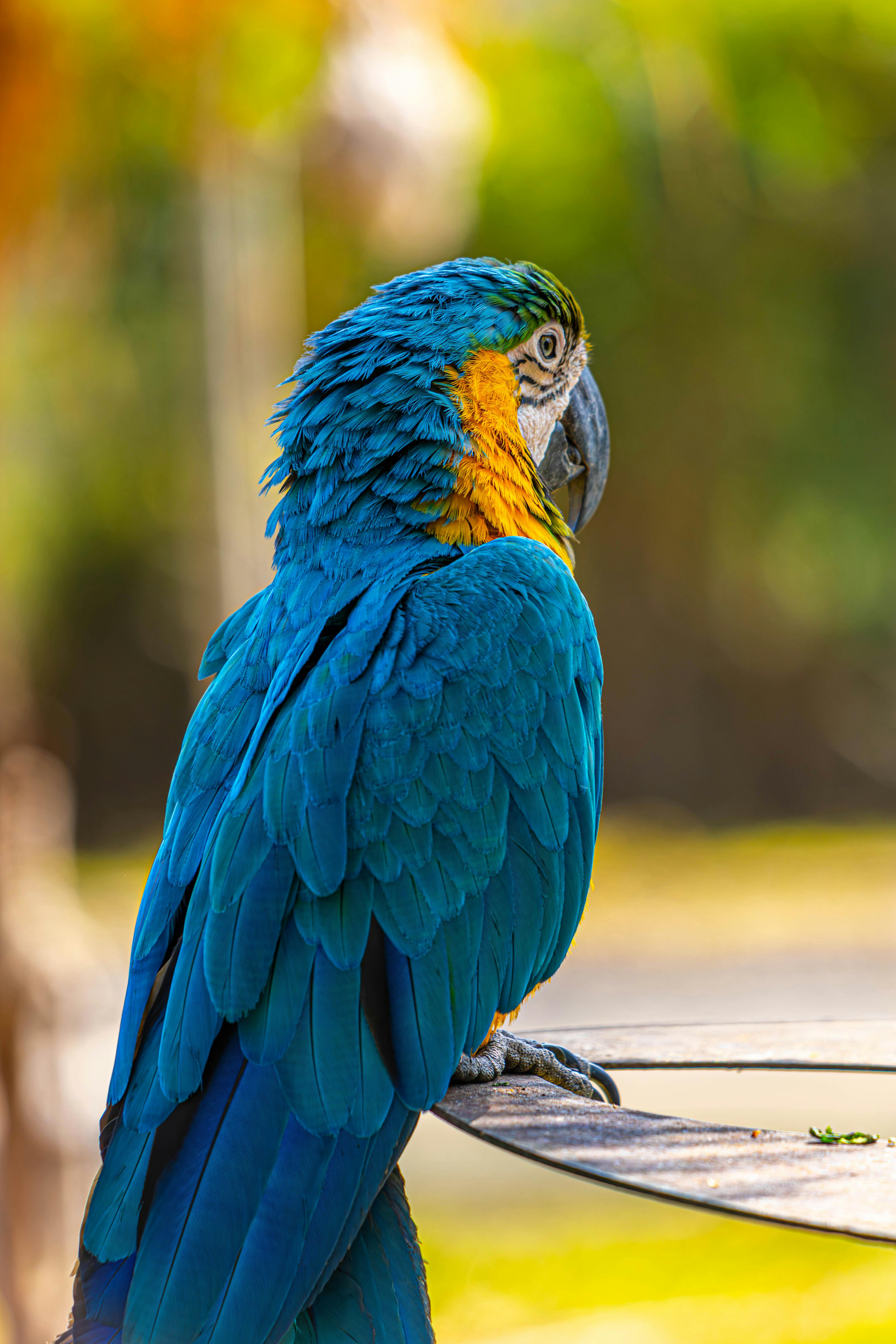 Colorful Party Parrot