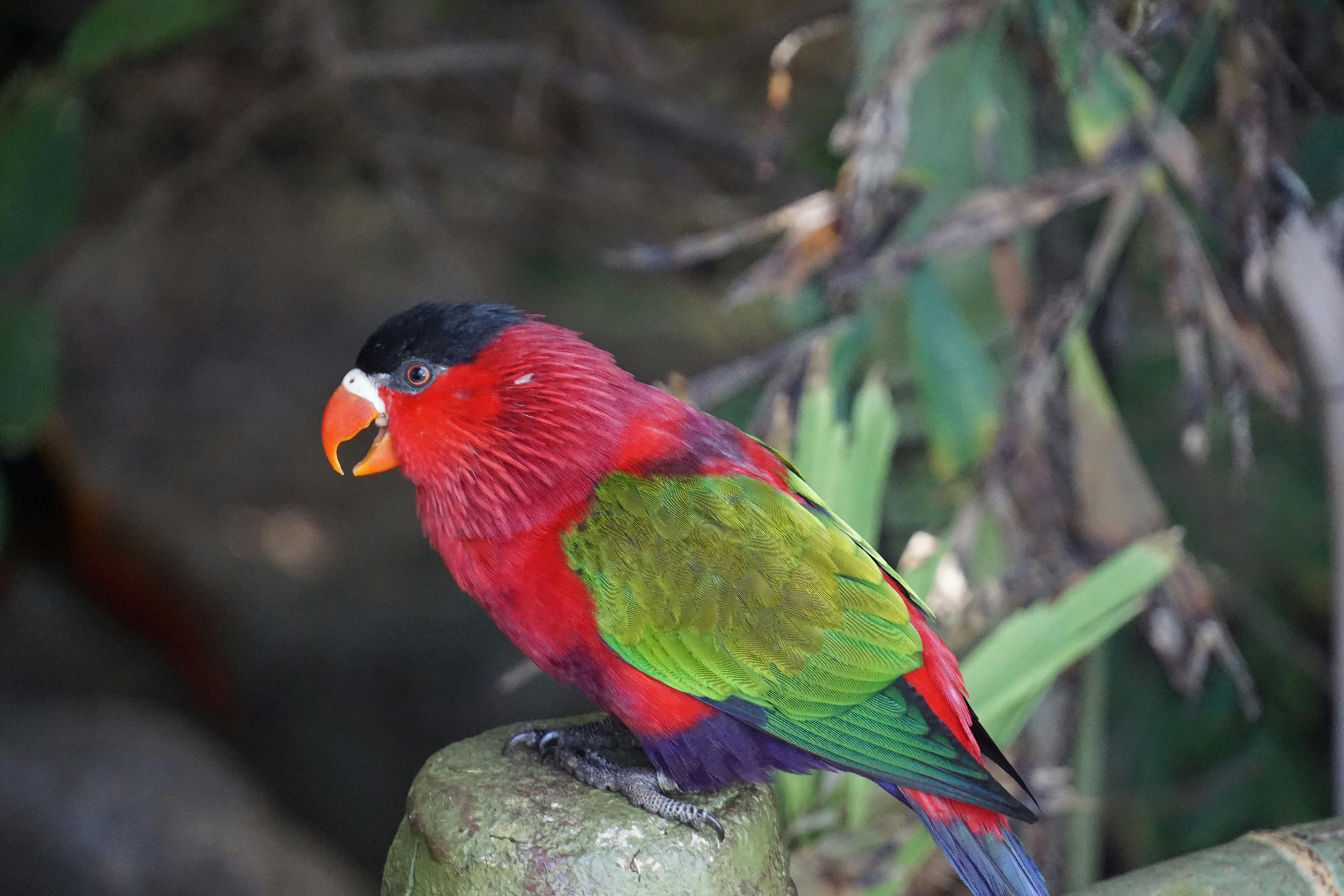 Blood Parrot Fish in Aquarium