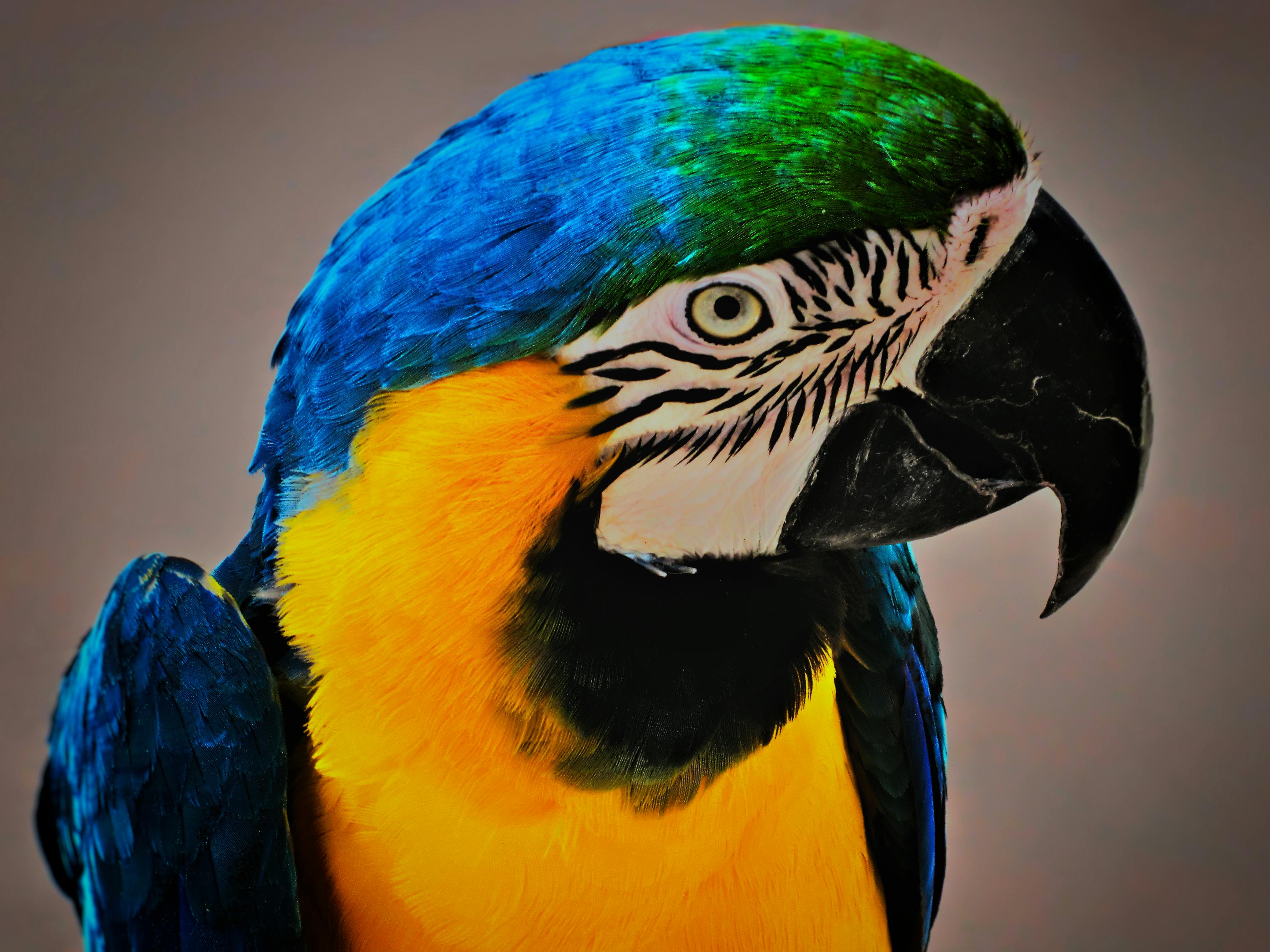 Parrot Linux