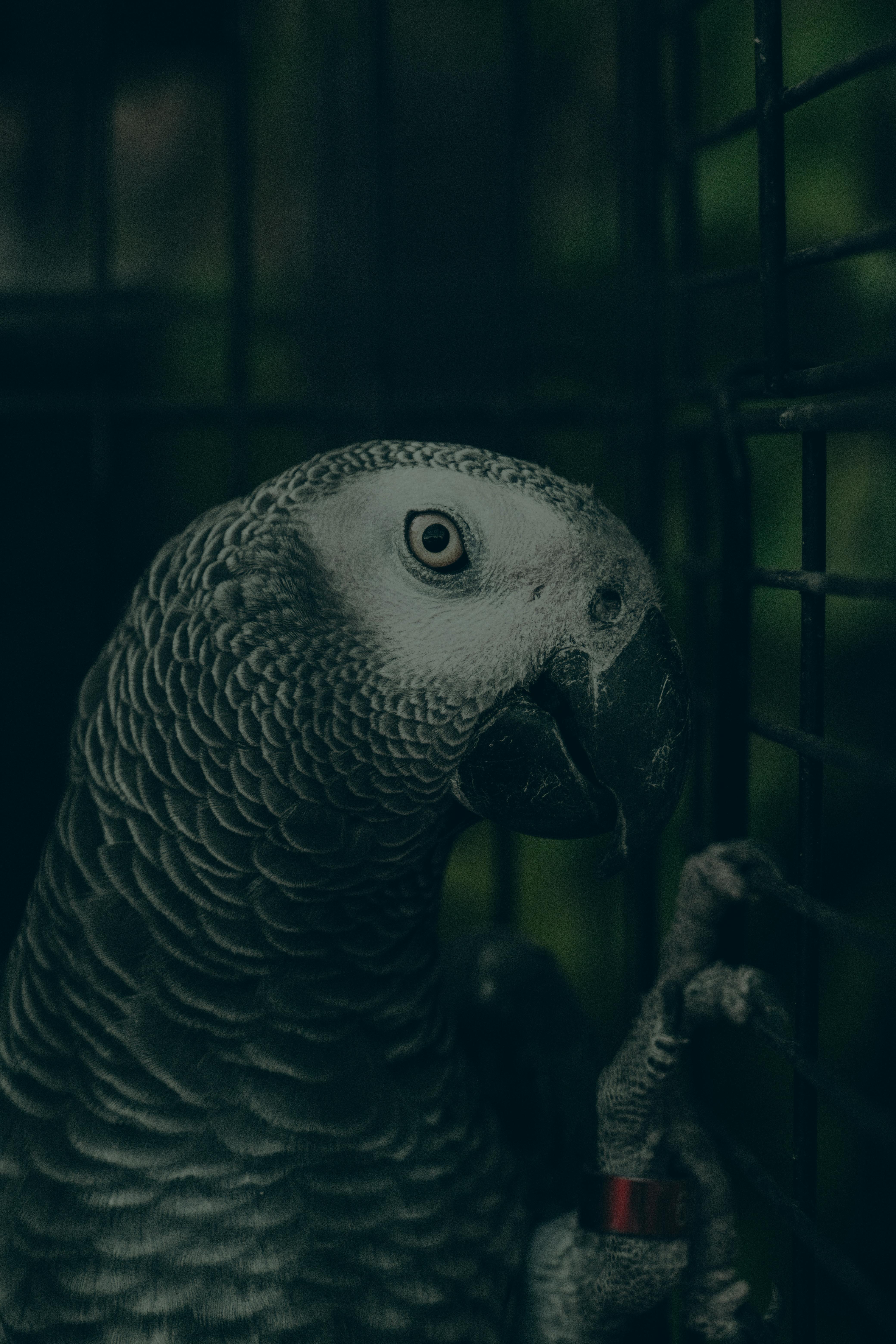 Grey Parrot Lifespan