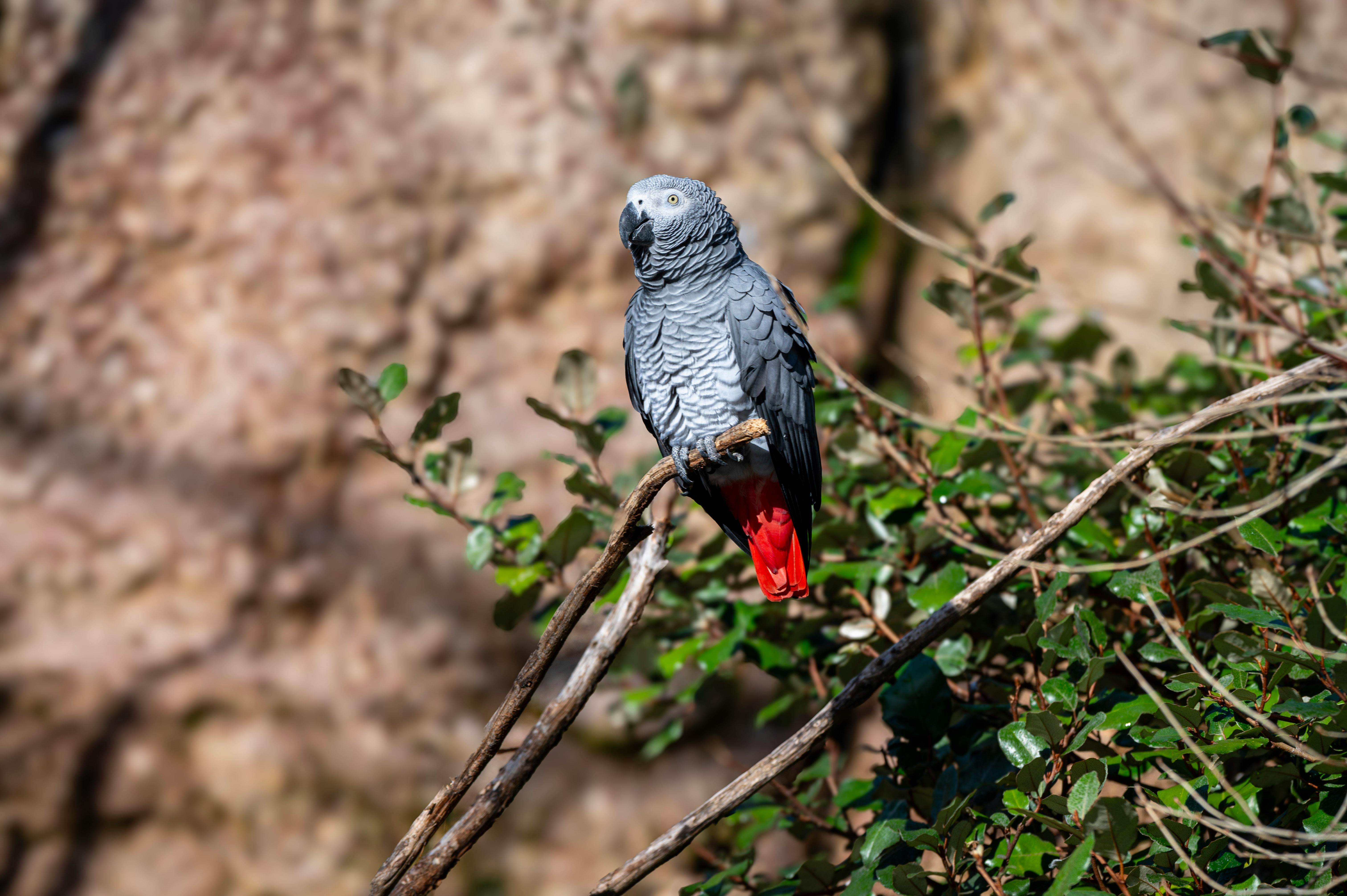 African Parrot in the house