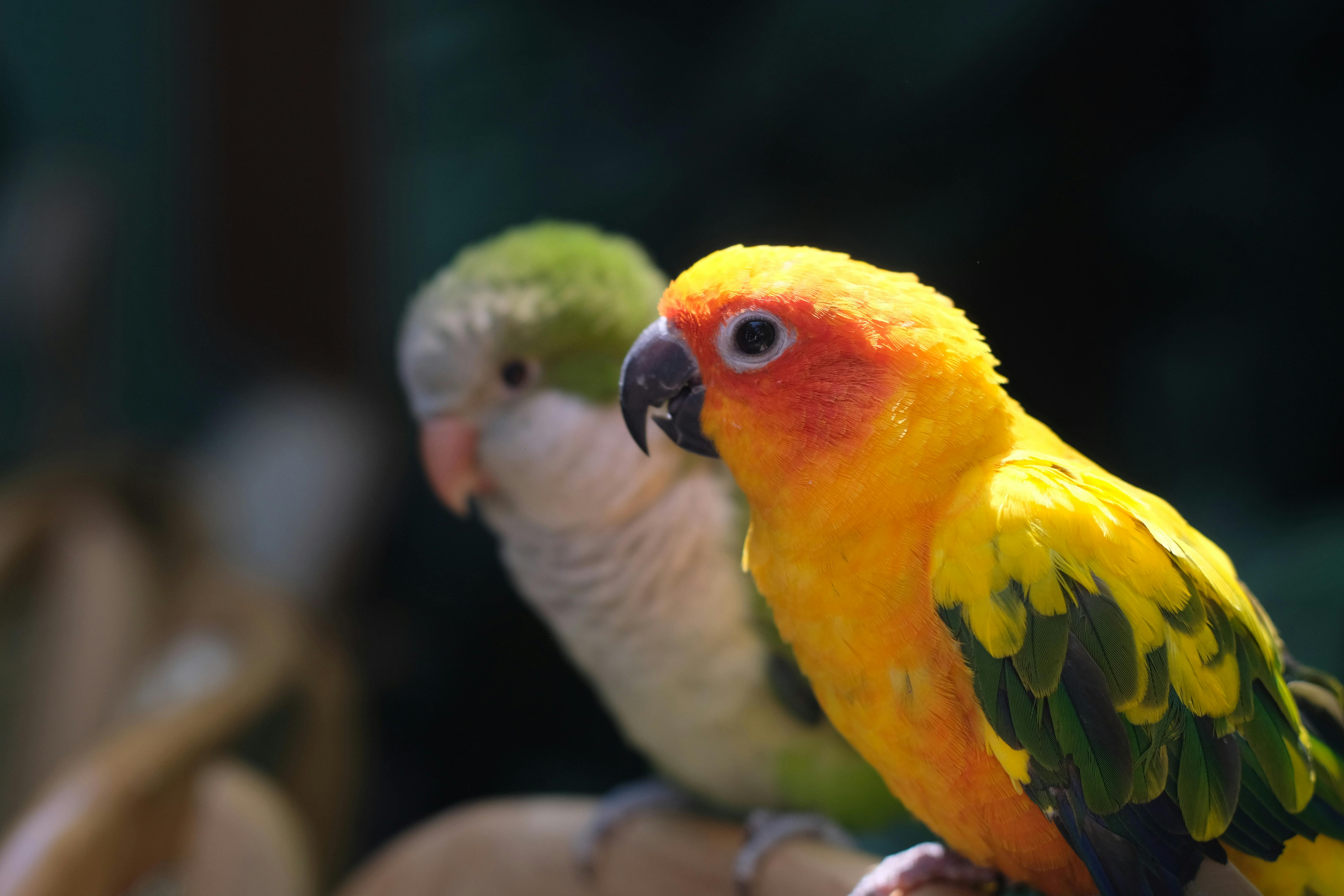 Conure Parrot Care