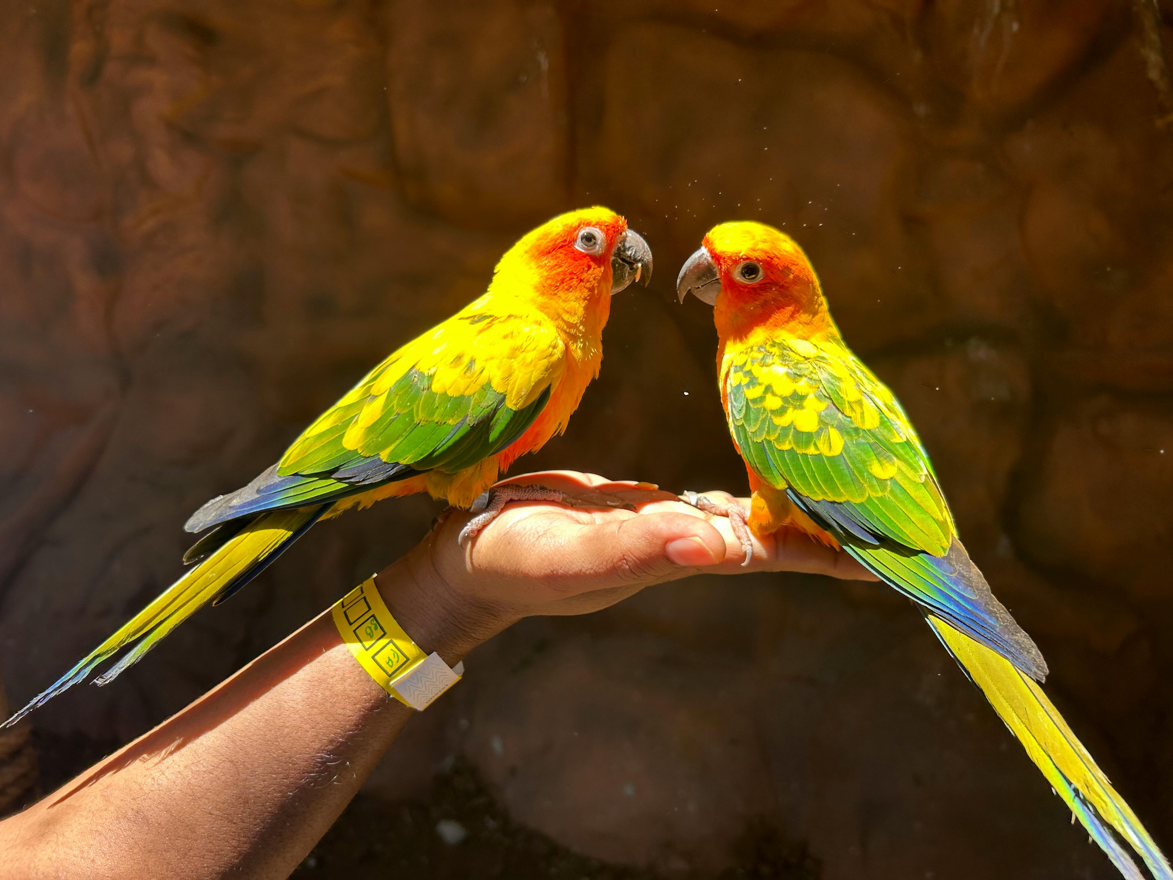 Happy Conure Parrot