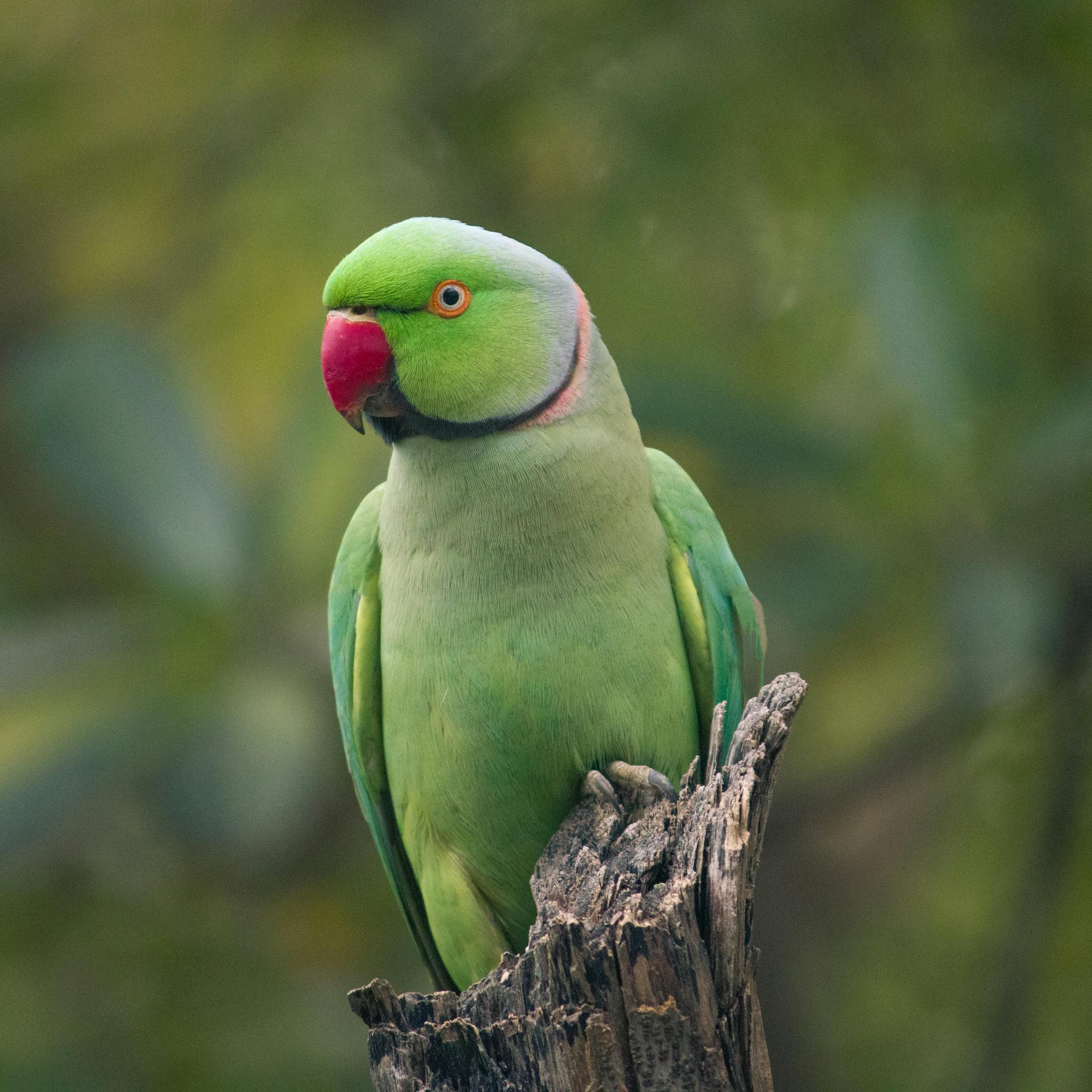 Ring Neck Parrot