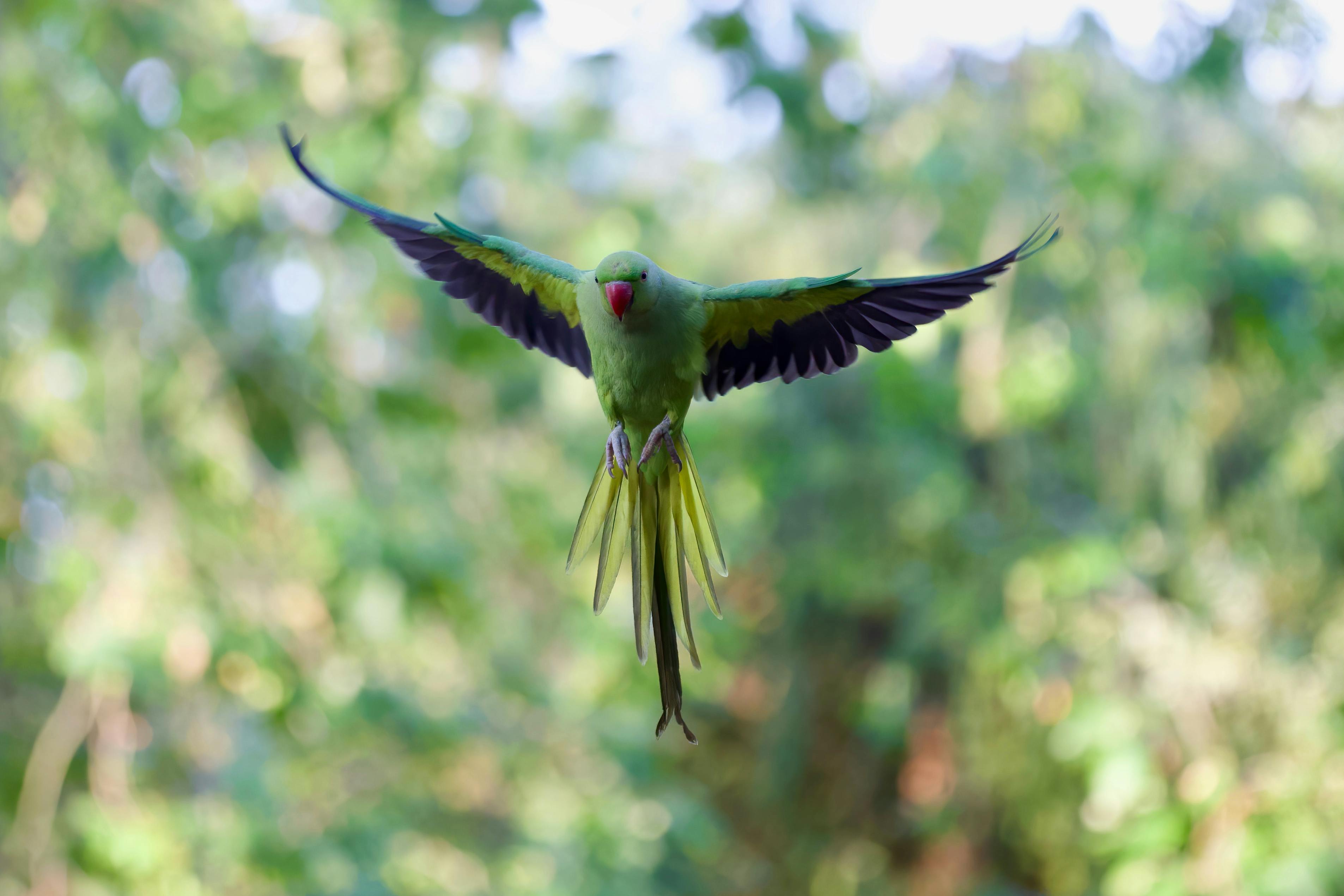 Ring Neck Parrot Grooming