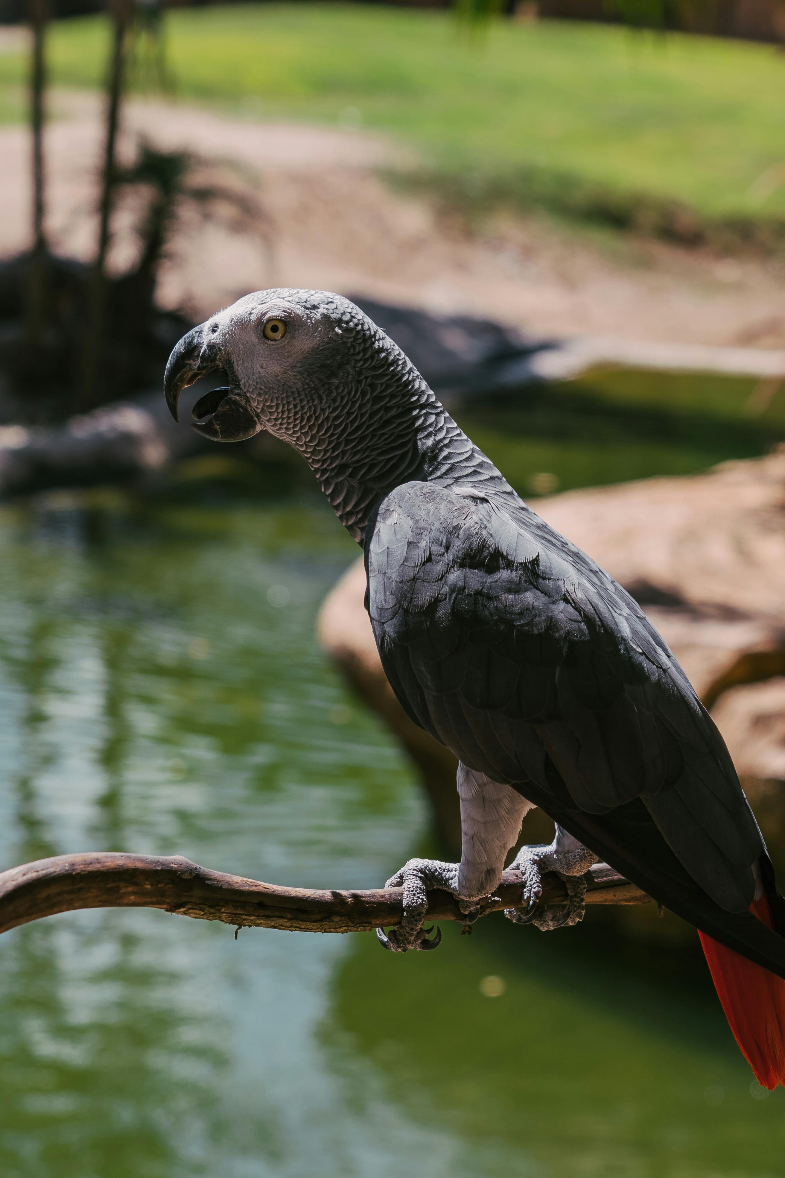 Gray Parrot