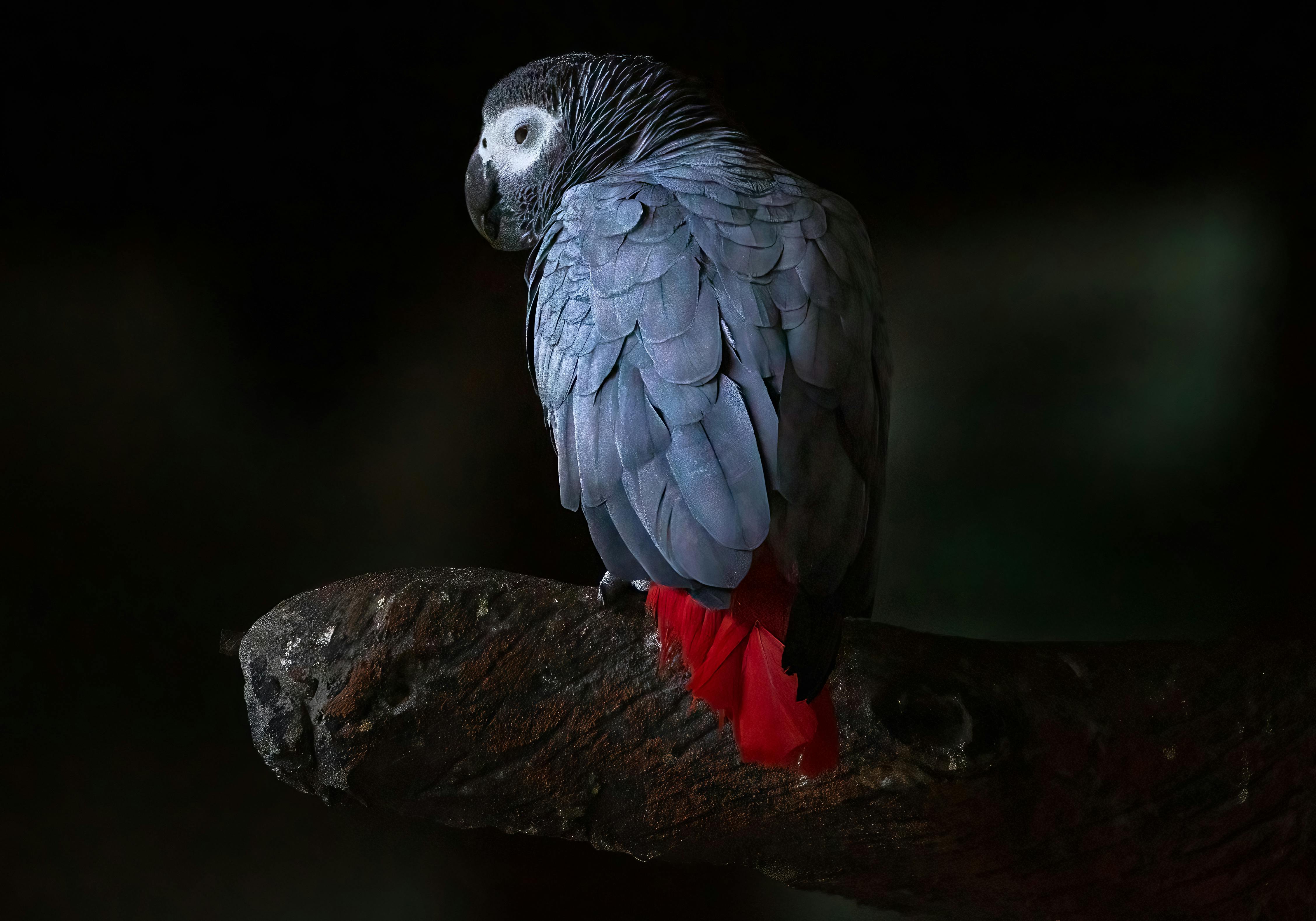 Gray Parrot